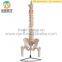 NaturalSize Anatomy Spine Pelvis Thigh Skeleton Medical Model Spine Model