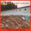 Quality best sell live birds poultry heavy equipments