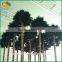 Top quality large steel palm tree plastic palm tree for indoor