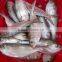 FROZEN DOTTED GIZZARD SHAD FISH W/R - SIZE 4/6