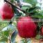 Fresh Juicy apples Sweet/crispy apple Red delicious Huaniu apple