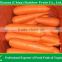 Organic carrot 316#