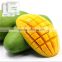Factory direct price just the good quality Mango Ripener Ethylene(7)