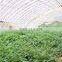 natural wasabi in tube for healthy diet