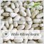 Chinese White Haricot Beans Wholesale