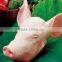 pig head hair removal machine