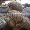 Wholesale shiitake mushroom growing in logs