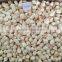 frozen Chlemy nobilis bay scallop for sale