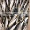 BQF frozen horse mackerel/round scad