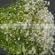 high quality export fresh cut flowers gypsophila Babybreath for wedding decoration from china