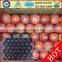 39*59 cm Plastic PP Apple Fruit Tray for Alveolar