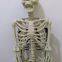 Halloween Skeleton 100% Plastic 5 FT Adult Lift Size Hanging Human Skeleton for Halloween Decoration