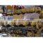 FOMI Genuine New C9.3 Engine Assy CAT336E 336E Excavator Complete Engine For Sale