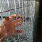 1x2 Welded Wire Panels 50mm Galvanised Mesh Panels Farm Hot-dip Galvanized