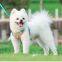 Pet Harness Small Dog With Leash Set