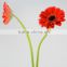 Bottom price Savanna exquisite gerbera flower for decoration