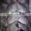 Whole Round Frozen A Grade White Pomfret and Pampus Argenteus