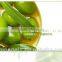 Olive Moisturizing Moisturizing Mask Moisturizing Lock Water Shrink Pores Skin care facial mask