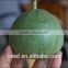 Green Beauty Chinese high sugar content Musk Melon Seeds