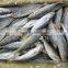 FROZEN WHOLE HARD TAIL SCAD (ROUND SCAD)