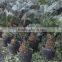 Cycas revoluta bonsai sago palm tree
