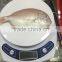 Frozen Red Snapper fish/Red Tilapia with competitive price