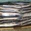 Chinese Saury Factory Supplier