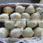 2015 fresh shandong pear supplying in china