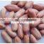 Roasted Blanched Peanuts