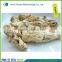 angelica sinensis root