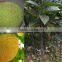 jackfruit trees