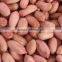 java peanut kernel 90/100 that Moisture content is very few