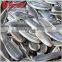 Chinese Export Price Sunflower Seeds in Ton