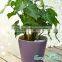 Elegant interior landscaping planter,garden flower pots, use convenient plant pot,dureble plant pots