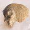 Gold-Copper, Calcined Muscovite Mica Flakes for Decorating, Paint and Coating