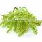 High Quality Fresh Sea Grapes Origin Vietnam/ Sea Grapes Seaweed