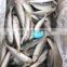 horse mackerel frozen horse mackerel fish whole round round scad for thailand mackerel