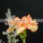High quality Carnival cheap flower single stem carnation