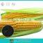 Agricutural staw decay agent