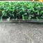 Wholesale Natural Touch Green Artificial Boxwood Hedge Boxwood Mat                        
                                                Quality Choice