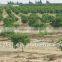 plastic pipe with dripper column --irrigation in desert