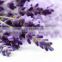 lavender essential Oil from Borg Export