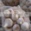 Egyptian White Garlic, season 2016