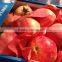 pomegranates 2015