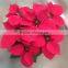 Natural poinsettia christmas flowers live plant in pot