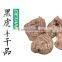 Wild Sarcodon Aspratus/ Sarcodon Aspratus Mushroom