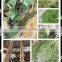 agriculture machines hey straw chaff cutter machine|maize grinding machine(SKype:jeanmachinery)