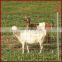 galvanized fencing wire farm veldspan  cattle/goat/sheep farm/field/deer livestock  wire mesh fence
