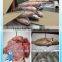 Frozen Mexican yellow croaker fish on sale