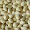 2014 crop ,Blanched Peanut kernels, Long size and Round Size